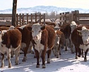 В Туве СПК «Амык»  становится  основой для развития специализированного мясного скотоводства 